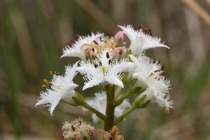 menyanthes trifoliata (4) (1200 x 800).jpg